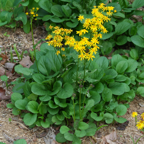 Packera obovata