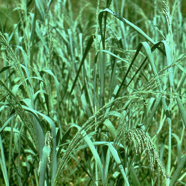 Panicum amarum