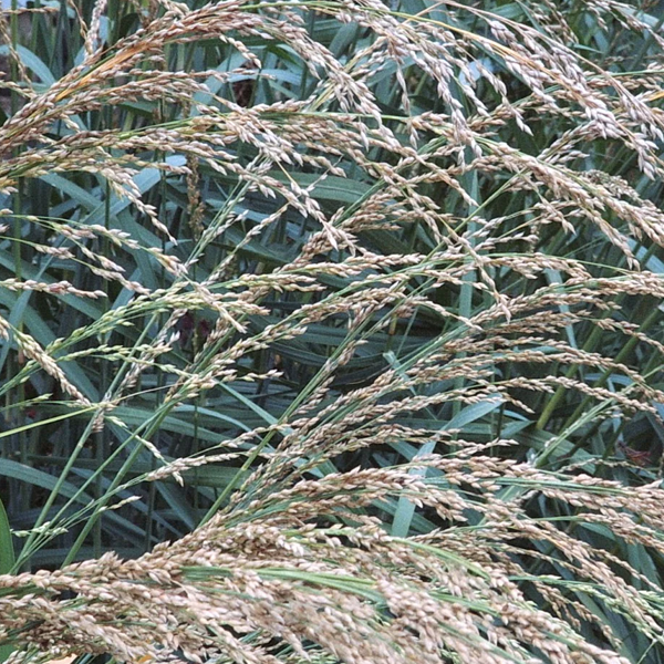 Panicum amarum