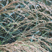 Load image into Gallery viewer, Panicum amarum
