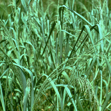 Load image into Gallery viewer, Panicum amarum
