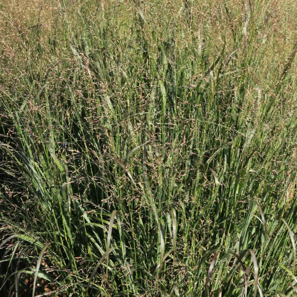 Panicum virgatum Dream Catcher 'Huggy Purple'