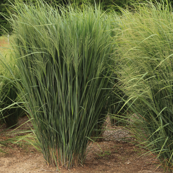 Panicum virgatum Dream Catcher 'Lightning Bolt'