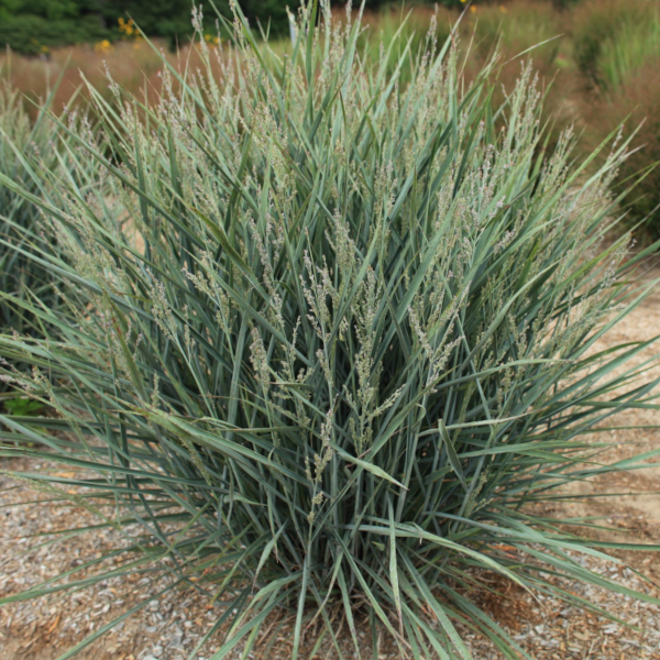 Panicum virgatum Dream Catcher 'Little Boy Blue'