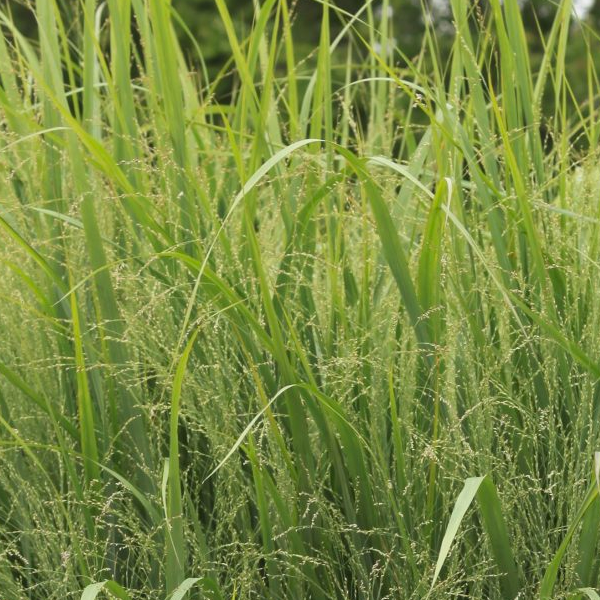 Panicum virgatum Dream Catcher 'Old Faithful'