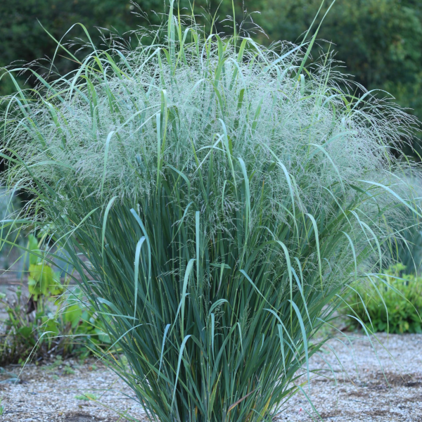 Panicum virgatum Dream Catcher 'Old Faithful'