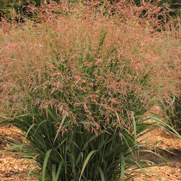 Panicum virgatum Dream Catcher 'Smokey Rose'