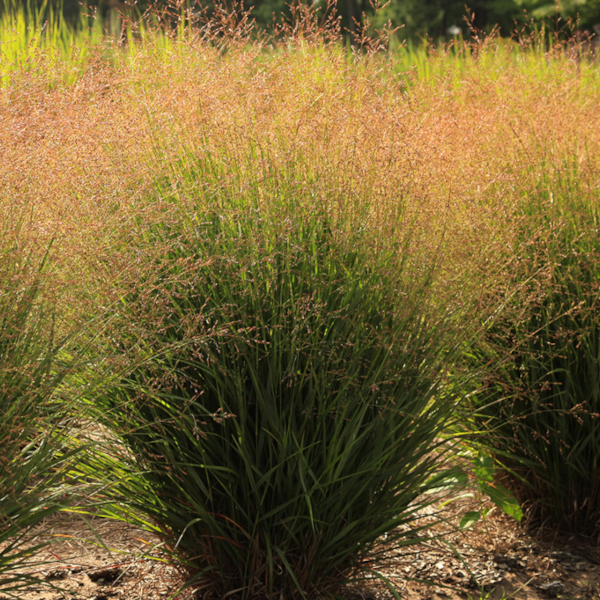 Panicum virgatum Dream Catcher 'Tumbleweed'
