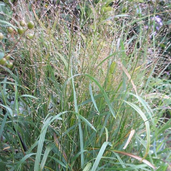 Panicum virgatum 'Heavy Metal'