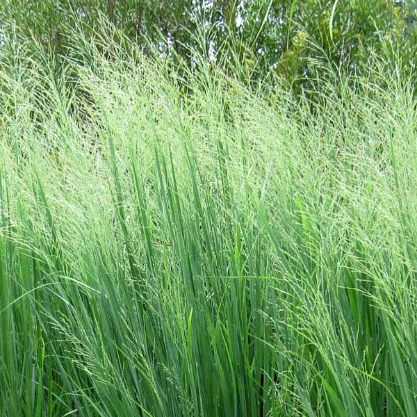 Panicum virgatum 'Northwind'