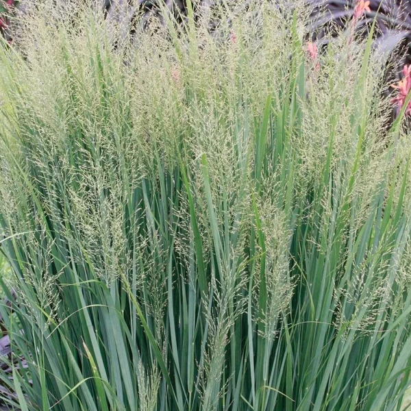 Panicum virgatum 'Northwind'