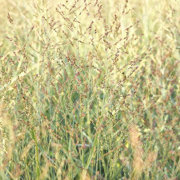 Panicum virgatum 'Prairie Dog'