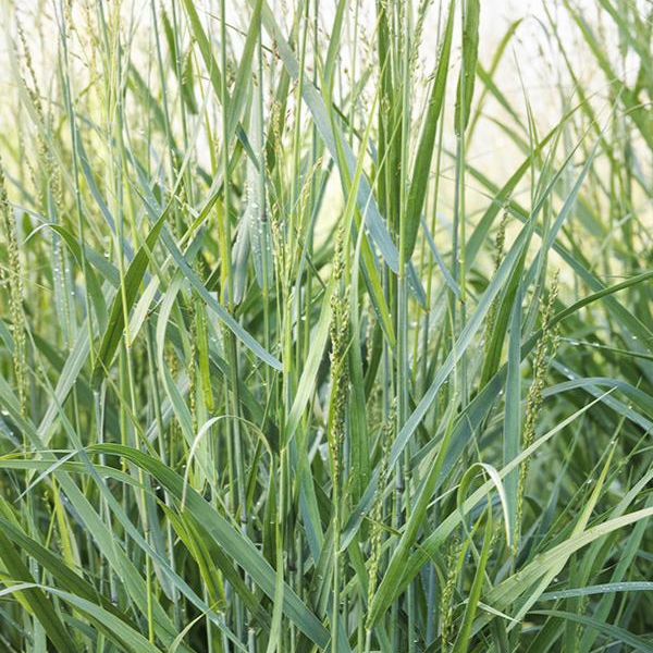 Panicum virgatum 'Prairie Dog'