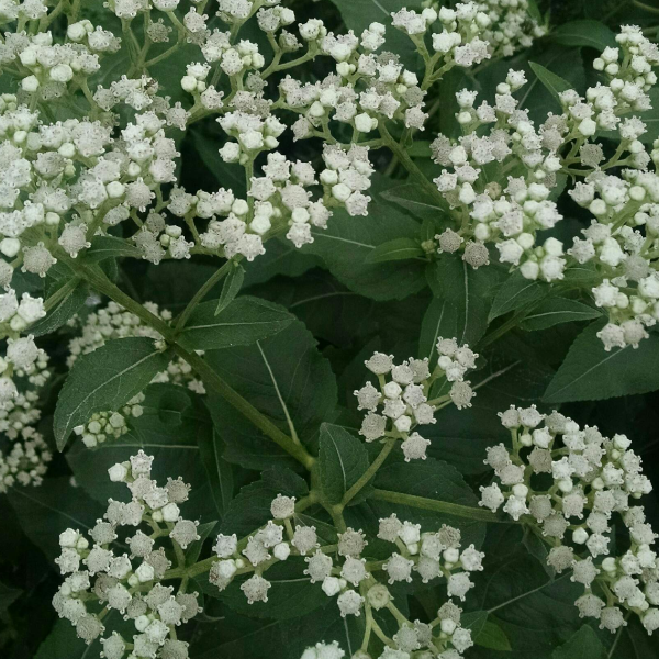 Parthenium integrifolium