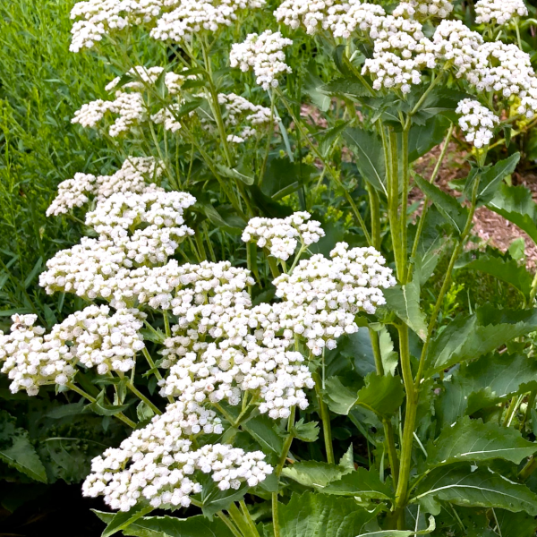 Parthenium integrifolium