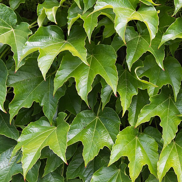 Parthenocissus tricuspidata