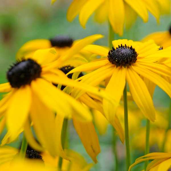 Rudbeckia 'Goldstrum'