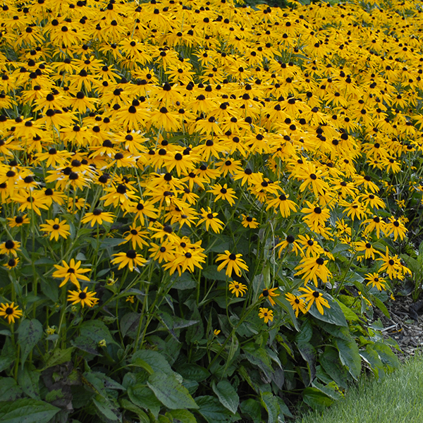 Rudbeckia 'Goldstrum'
