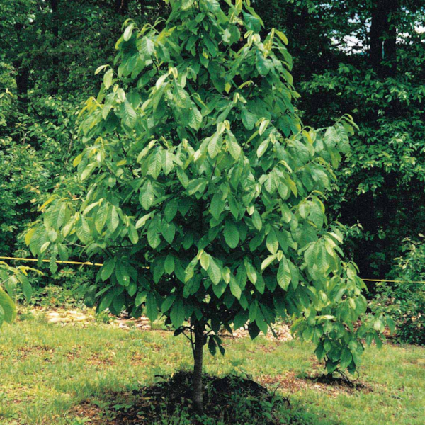 Asimina triloba