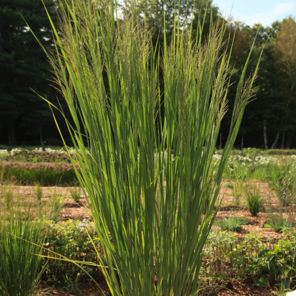 Panicum virgatum Dream Catcher 'Lightning Bolt'