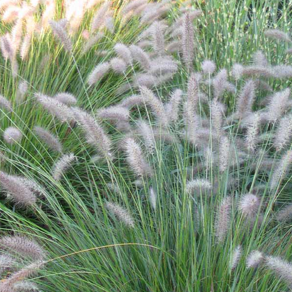 Pennisetum 'Cassian'