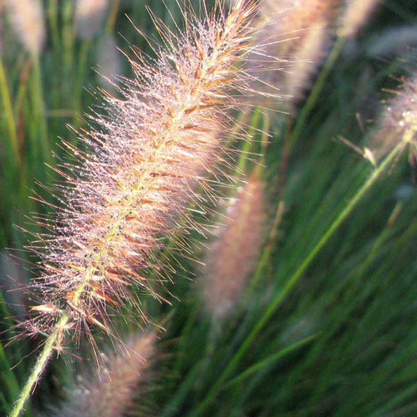 Pennisetum 'Cassian'