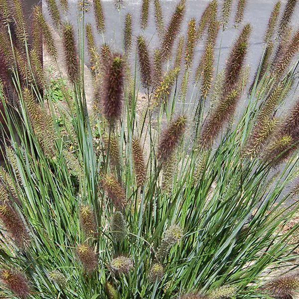 Pennisetum 'Cayenne'