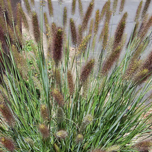 Load image into Gallery viewer, Pennisetum &#39;Cayenne&#39;
