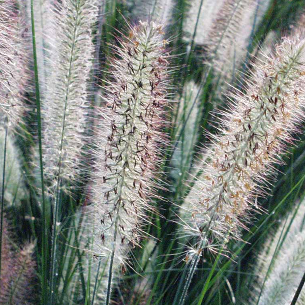Pennisetum 'Foxtrot'