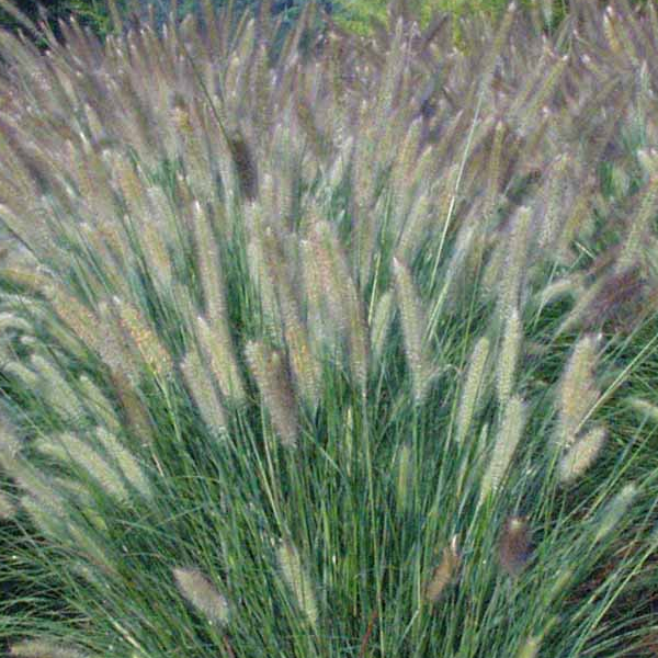 Pennisetum 'Foxtrot'
