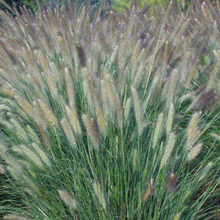 Load image into Gallery viewer, Pennisetum &#39;Foxtrot&#39;

