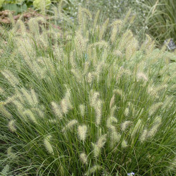 Pennisetum 'Hameln'