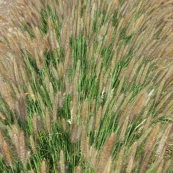 Pennisetum 'Jambalaya'