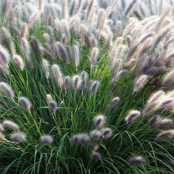 Pennisetum 'Moudry'