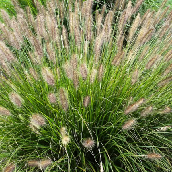 Pennisetum 'Praline'