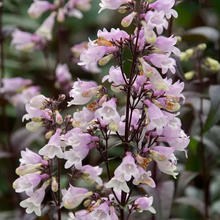 Load image into Gallery viewer, Penstemon &#39;Blackbeard&#39;

