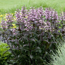 Load image into Gallery viewer, Penstemon &#39;Dark Towers&#39;
