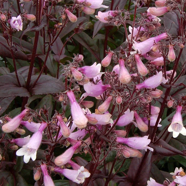 Penstemon 'Dark Towers'