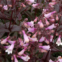 Load image into Gallery viewer, Penstemon &#39;Dark Towers&#39;

