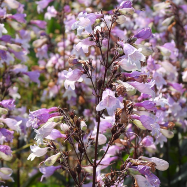 Penstemon 'Pocohontas'