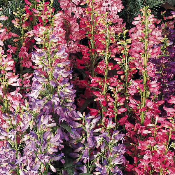 Penstemon 'Rondo Mix'
