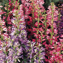 Load image into Gallery viewer, Penstemon &#39;Rondo Mix&#39;

