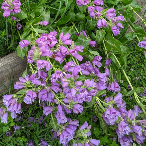 Penstemon cobaea