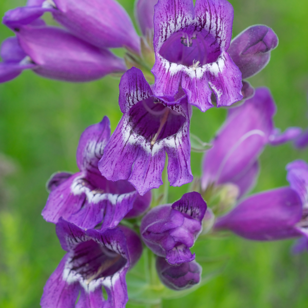 Penstemon cobaea