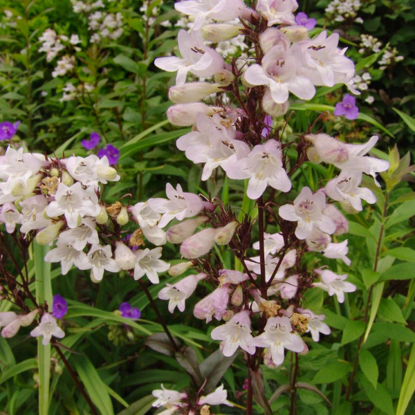 Penstemon 'Husker Red'