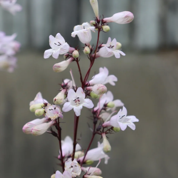 Penstemon 'Husker Red'