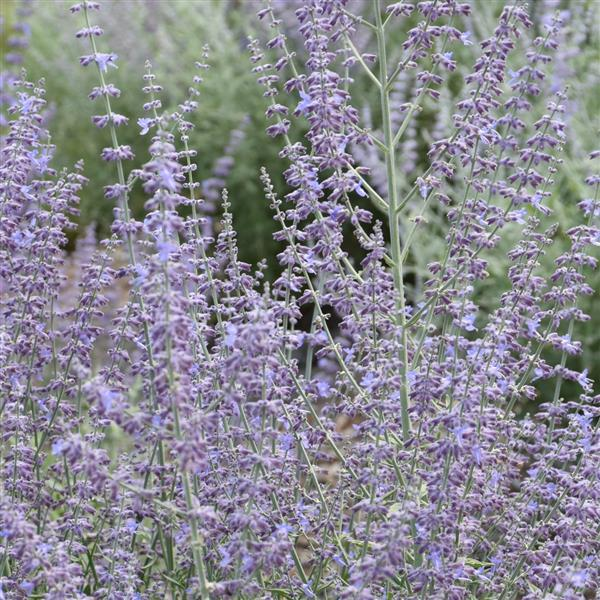 Perovskia atriplicifolia 'Prime Time'