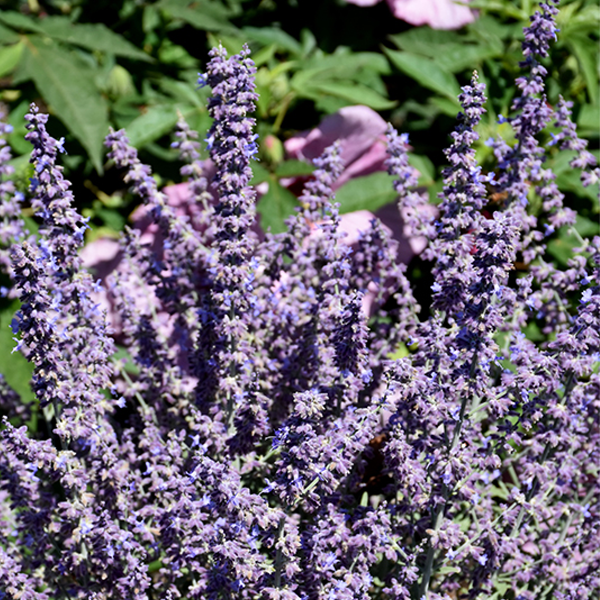 Perovskia atriplicifolia 'Prime Time'
