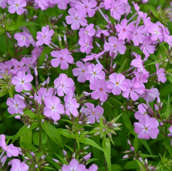 Phlox 'Carolina Kim'