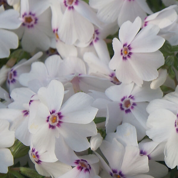 Phlox subulata 'Amazing Grace'